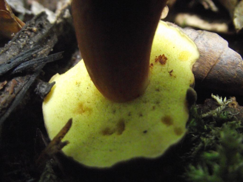 Bereifter Rotfußröhrling - Blick auf die Hutunterseite. Hier sehen wir ein Drittes, deutliches Unterscheidungsmerkmal zu anderen Rotfußröhrlingen. Der Schamm bzw. Poren sind (hier Jungzustand) leuchtend gelb, im Alter verfärben sie sich ins olivgebliche und sind nicht ausgebuchtet sondern eher gerade, meist leicht herablaufend angewachsen. 